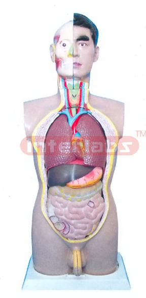 85 CM TALL ADULT, MALE (FULLY SEX) TORSO MODEL WITH HEAD AND WITHOUT BACK ANATOMY